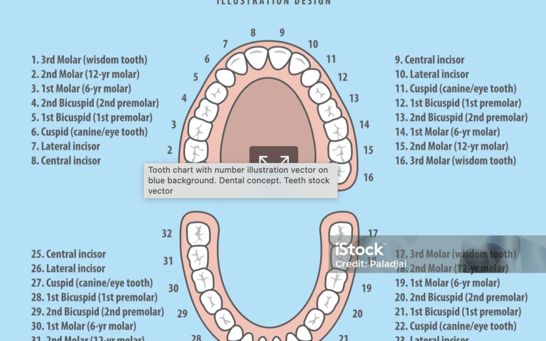 Tooth Number Chart System for Dental Professionals